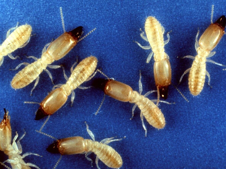 Subterranean termites
